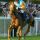 Desabina mit Adrie de Vries beim Aufgalopp in Baden-Baden 2006. www.galoppfoto.de - Sabine Brose