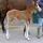 Im Februar im Haras de Bonneval geborenes Hengstfohlen von Linngari aus der Analfabeta, Züchter Rupert Plersch. Foto Gestüt.jpg