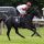 Lovato mit Daniele Porcu beim Aufgalopp in Hannnover. www.galoppfoto.de - Frank Sorge