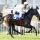 Sapphire mit Terence Hellier beim Aufgalopp in Baden-Baden. www.galoppfoto.de - John James Clark