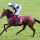 Thistle Bird mit James Doyle beim Aufgalopp in Longchamp 2013. www.galoppfoto.de - Frank Sorge