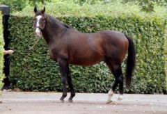 Der Rekord Champion-Vererber Sadler's Wells. Foto: www.galoppfoto.de