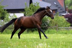 Sholokhov im Galopp auf der Weide. www.galoppfoto.de - Frank Sorge