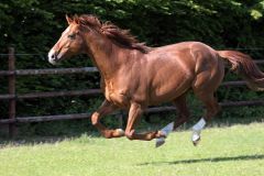 Samum im Galopp auf der Koppel. www.galoppfoto.de