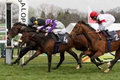 Knapp ging es zu im Kölner Grand Prix Aufgalopp: Vif Monsieur (links) ist mit Coen Clijmans eine Nasenlänge voraus. www.galoppfoto.de - Sandra Scherning