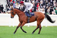 Lusail, hier in Royal Ascot. www.galoppfoto.de