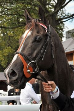 Sole Power nach den Nunthorpe Stakes im Porträt. Foto: www.galoppfoto.de - Jim Clark/Sorge