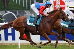 Actinon mit Michael Cadeddu beim Aufgalopp in Hannover. www.galoppfoto.de - Sabine Brose