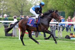 Anakin Skywalker mit Wladimir Panov beim Aufgalopp. www.galoppfoto.de