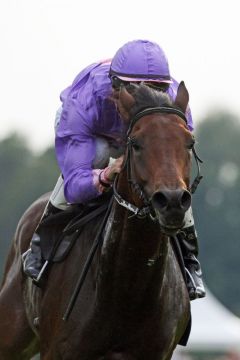 Attiko mit Alexander Pietsch in Hoppegarten. www.galoppfoto.de