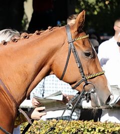 Cabarita am 14.10.2018 in Köln - Foto: Dr. Jens Fuchs