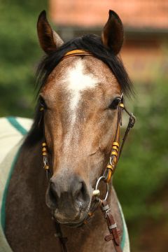 Charming Factor Juli2019  Foto: www.woehler-bildergalerie.de