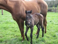 Zwei Wochen alt: Stutfohlen von Dalakhani aus der Norderney im Castlehyde Stud. Foto: Heide Harzheim