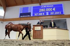 Einer der Topseller der BBAG-Jährlingsauktion 2018: Der zweite 280.000-er - Lot 200, Winwood aus dem Angebot des Gestüts Brümmerhof. www.galoppfoto.de - Frank Sorge