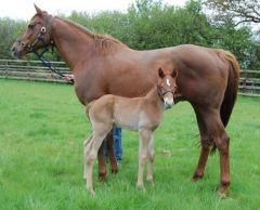 Die mehrmalige Listensiegerin Kimbajar von der Züchterin Roswitha Grünewald - jetzt im Besitz von Coolmore - mit ihrem Hengstfohlen von Duke of Marmalade 2011. Foto: Coolmore.