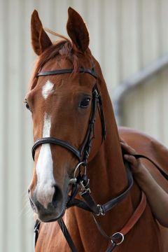 Die Wiesenpfad-Tochter Fidelberta gewinnt mit Alexander Pietsch im Dresdner Maiden. www.galoppfoto.de - Sabine Brose