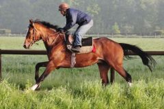 Stallparade 2013 - Earl of Tinsdal