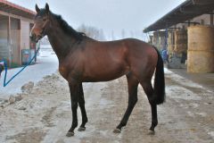 Der Monsun-Sohn Eiswind 2011 neu als Stallion im schweizerischen Gestüt Trikolore. Foto LBS