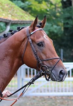 Flying Flamingo am 8.10.2017 in Dortmund - Foto: Dr. Jens Fuchs