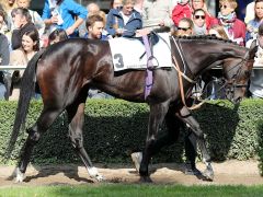 Frankel's Storm am 8.9.2019 in Düsseldorf - Foto: Dr. Jens Fuchs