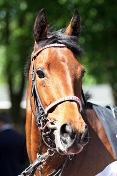 Gestüt Ittlingens Labrice ist nach ihrem 2. Platz im Hamburger Stutenpreis, Gr. III, nun auch ein Anwärterin für den 153. Henkel Preis der Diana. www.galoppfoto.de