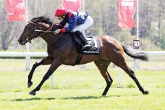 Hawk gewinnt bei seinem ersten Start im Handgalopp. www.galoppfotoo.de - Sabine Brose