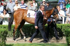 Hawksmoor im Führring in Düsseldorf am 05.06.2016 (Foto: Dr.Jens Fuchs)