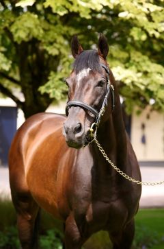 Im Alter von 15 Jahren verstarb High Chaparral im irischen Coolmore Stud. Foto: Coolmore