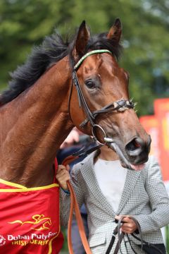 Juddmontes Irish Derby-Sieger Westover. Foto: David Betts