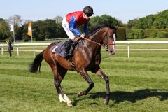 Ito und Filip Minarik beim Aufgalopp zum Gerling-Preis 2016. Foto: Dr. Jens Fuchs