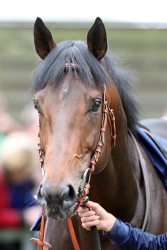 It's Gino ist jetzt Stallion im Union-Gestüt. www.galoppfoto.de