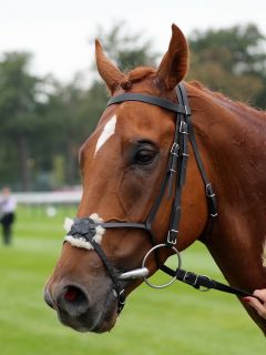 Just Glamorous am 11.09.2016 in Chantilly (Foto: Dr. Jens Fuchs)