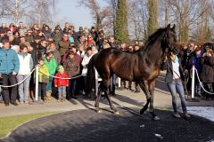 Kallisto wird dem Publikum vorgefuehrt - beim Züchtertreff 2015 in Röttgen. www.galoppfoto.de - Sandra Scherning