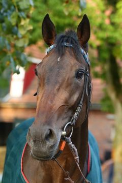 Lady Oracle September 2015  Foto: www.Rennstall-woehler.de