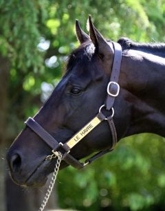 Le Havre. Foto Haras le la Cauvinière