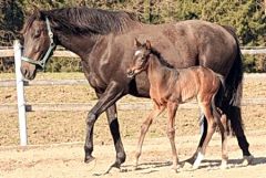 Leonello, Hengstfohlen 2019 v. Earl of Tinsdal - Lili Moon v. Desert Prince - Foto: privat