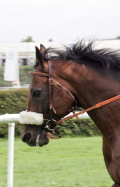 Liquido mit Andreas Helfenbein beim Aufgalopp in Iffezheim. www.galoppfoto.de