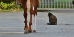 Lucy hat alles im Blick