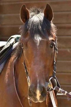 Mardanshah Juni 2016   Foto: www.Rennstall-Woehler.de