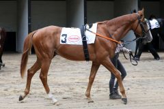 Maximus vor dem 1. Lebensstart im Düsseldorfer Führring. ©Dr. Jens Fuchs