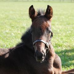 Mercury, Hengstfohlen 2020 v. Cloth Of Stars - Mukaabra v. Iffraaj - Foto: privat