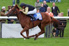 Mykonos gewinnt mit Wladimir Panov beim Lebensdebüt in Hannover. ©galoppfoto - Sabine Brose