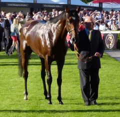 Zukünftig Deckhengst in Newsells Park Stud - der Zweitplatzierte Nathaniel. Foto: Heidrun Küstertz in Leopardstown - 