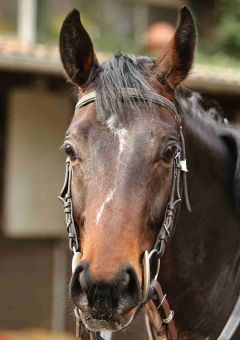 Noble Lord März 2017  Foto: www.Rennstall-Woehler.de