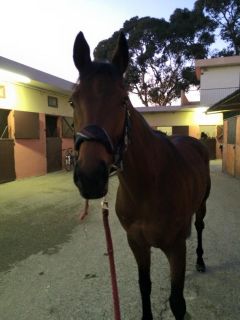 Erster Sieger für das Hofer-Quartier in Cagnes-sur-mer: Oromo vor seiner Box auf dem Hippodrome de la Côte d'Azur. Foto: Nicol Oelerking