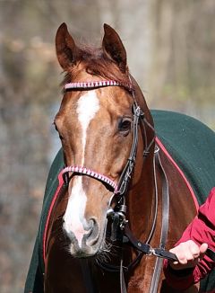 Poldi's Liebling am 17.3.2019 in Krefeld - Foto: Dr. Jens Fuchs