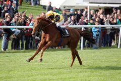 Gewinnt im Handgalopp: Quasillo unter Eduardo Pedroza. www.galoppfoto.de - Frank Sorge