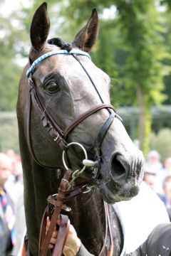 Reliable Man nach seinem Sieg im französischen Derby in Chantilly. www.galoppfoto.de - Sandra Scherning
