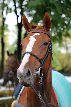 Shabaneh im Portrait am 10.8.2017 in Dortmund - Foto: Dr. Jens Fuchs