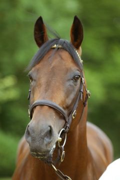 Silvano im Porträt. Foto www.galoppfoto.de